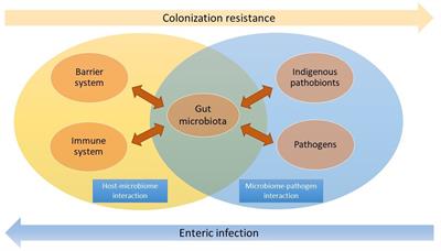 The microbiota: a crucial mediator in gut homeostasis and colonization resistance